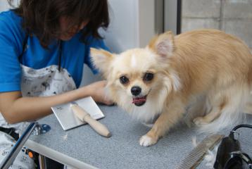 サービス内容・料金表｜犬の美容室 茶々